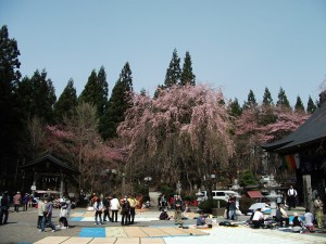 天台寺の桜 天台寺の桜